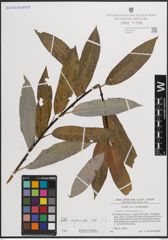 Foto von Salix daphnoides Vill.